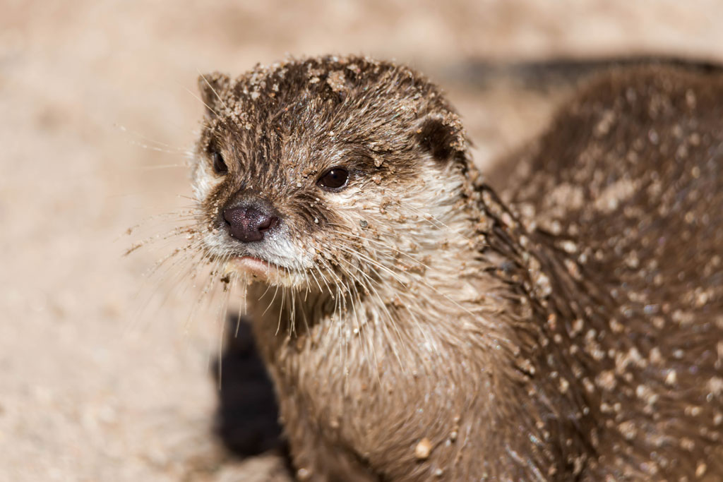 otter 1