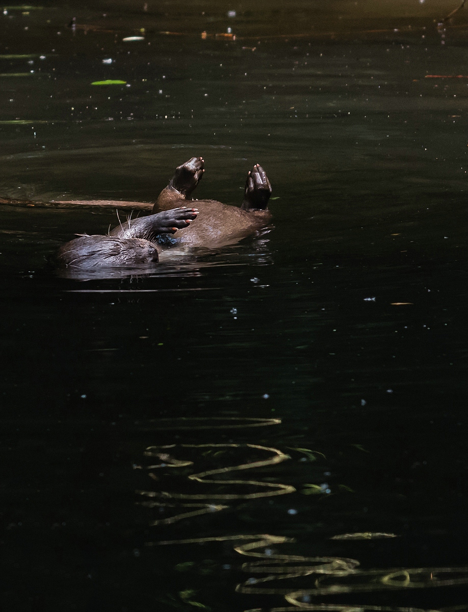Otter - bearbeitet von Bernd