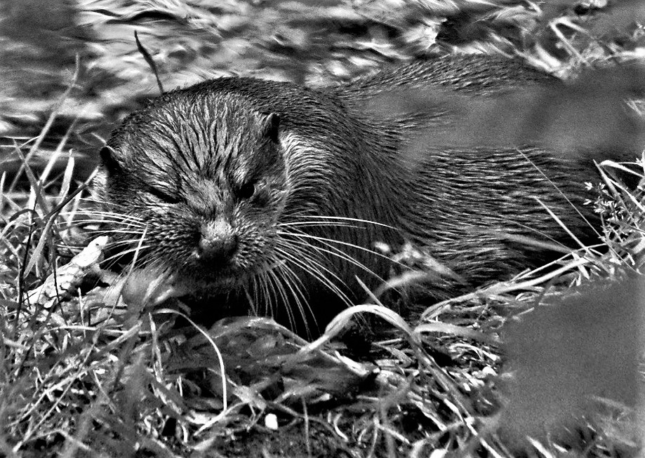 Otter beim schmatzen.jpg