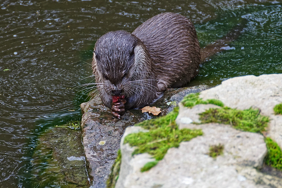 Otter I