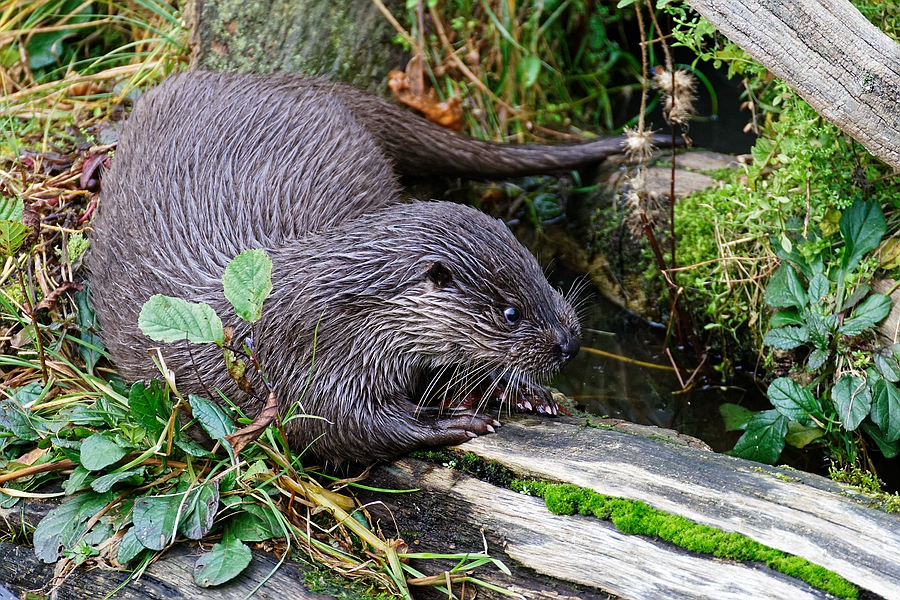 Otter III