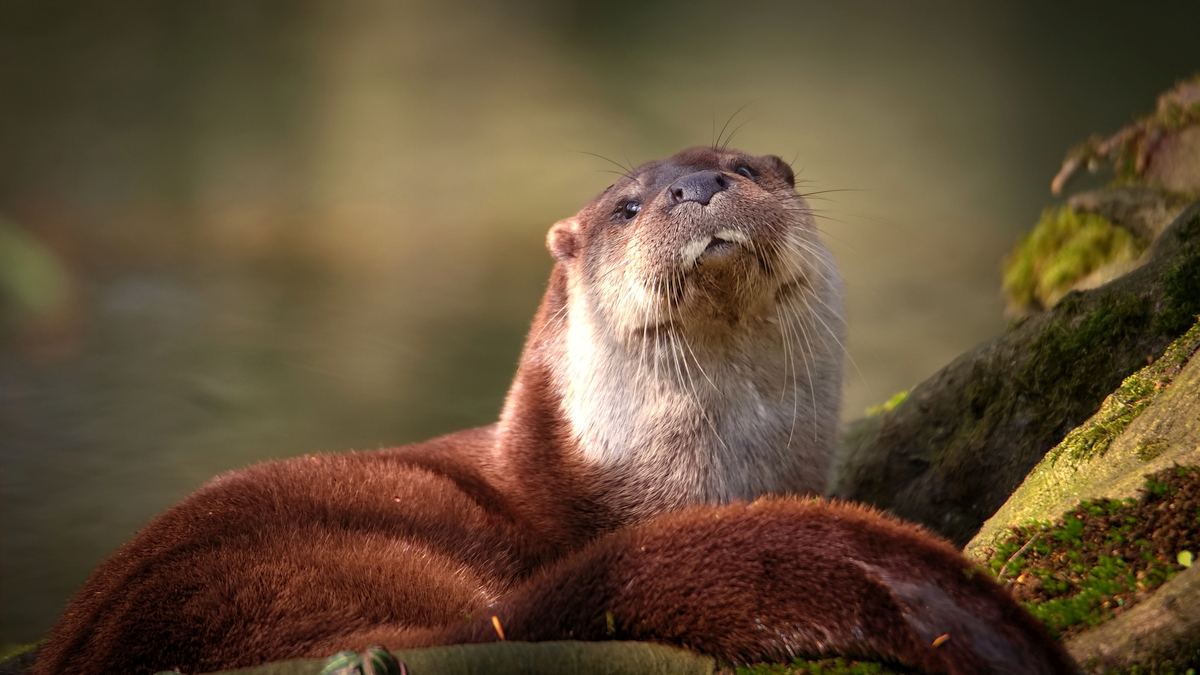 Otter.jpg