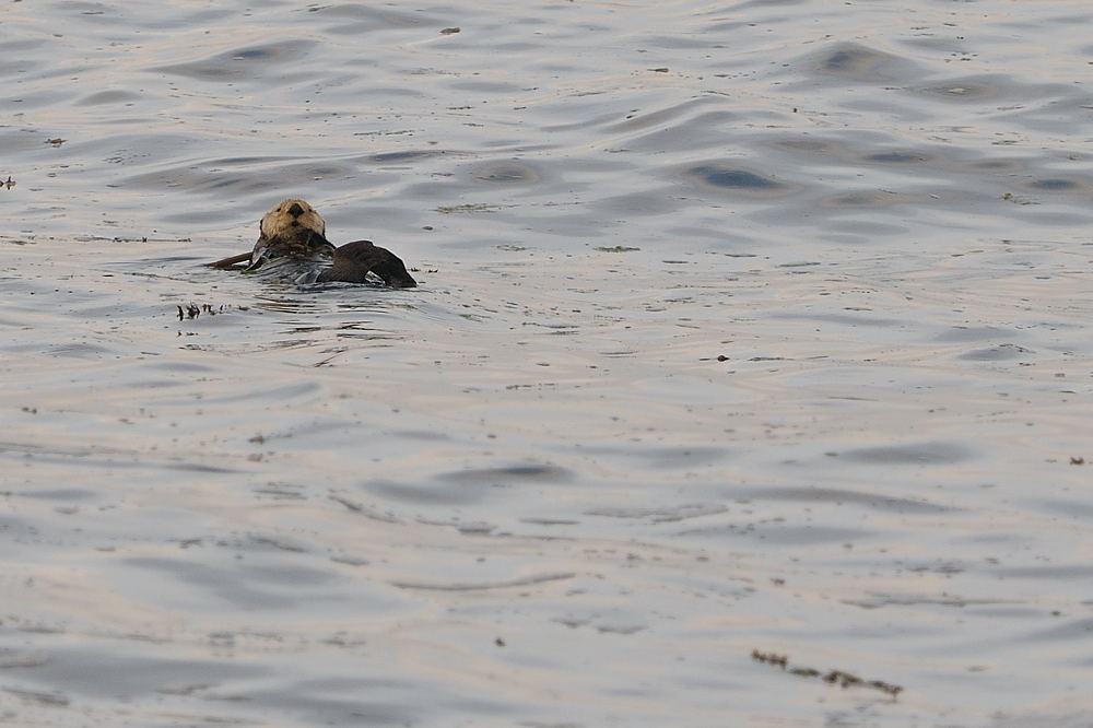 otter