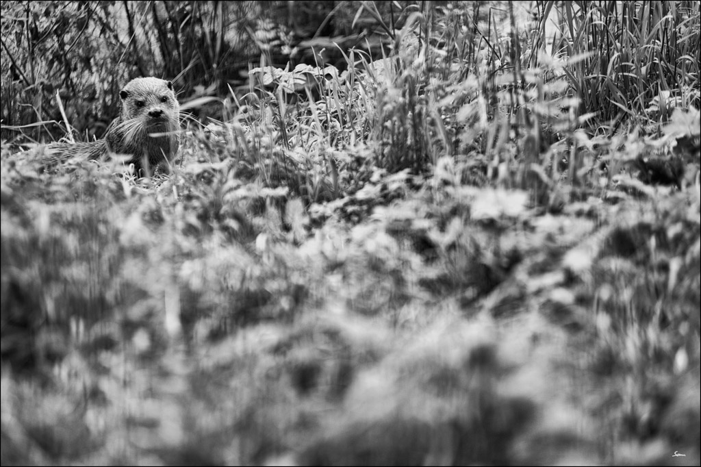 OtterDSC 6572