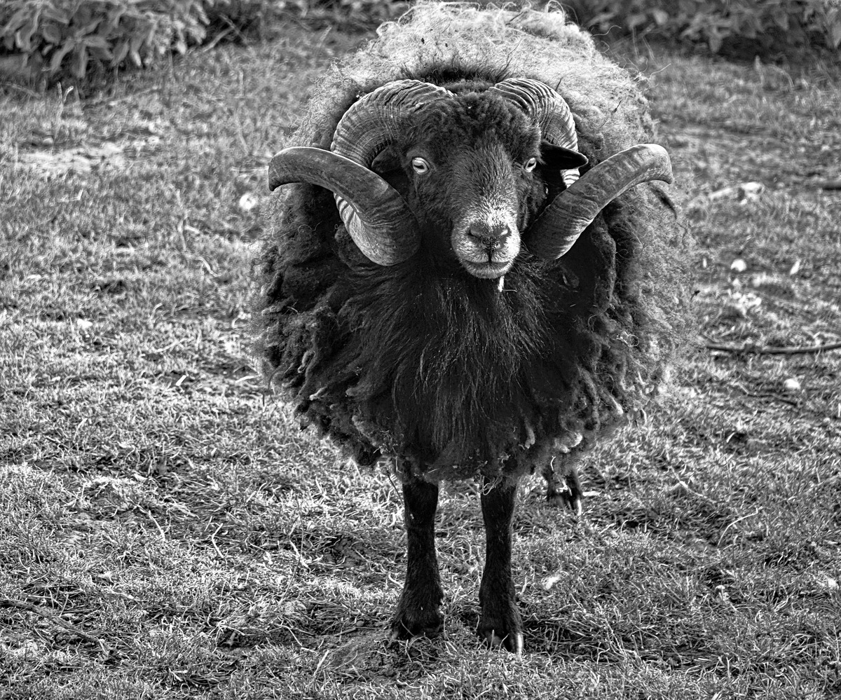 Ouessant-Schaf 1.jpg