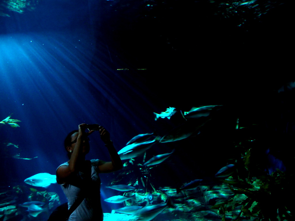 Ozeaneum, Stralsund
