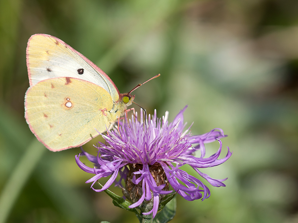 Pöstillon 2013 08 10 01