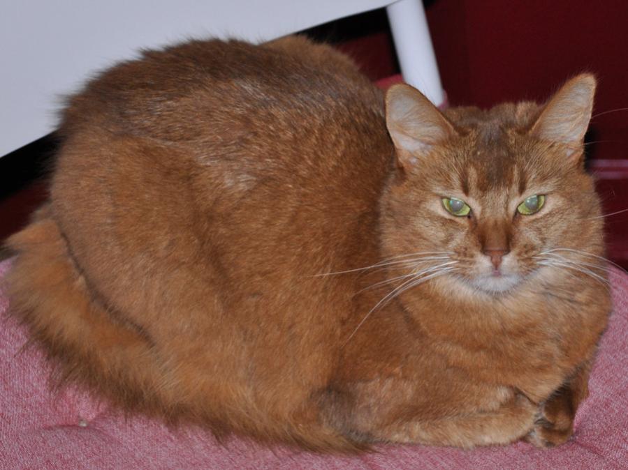 Püppi