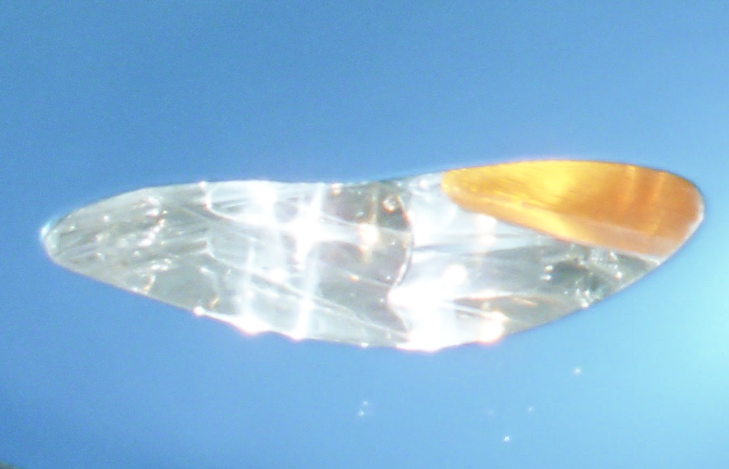 P  2 3 3 1 3