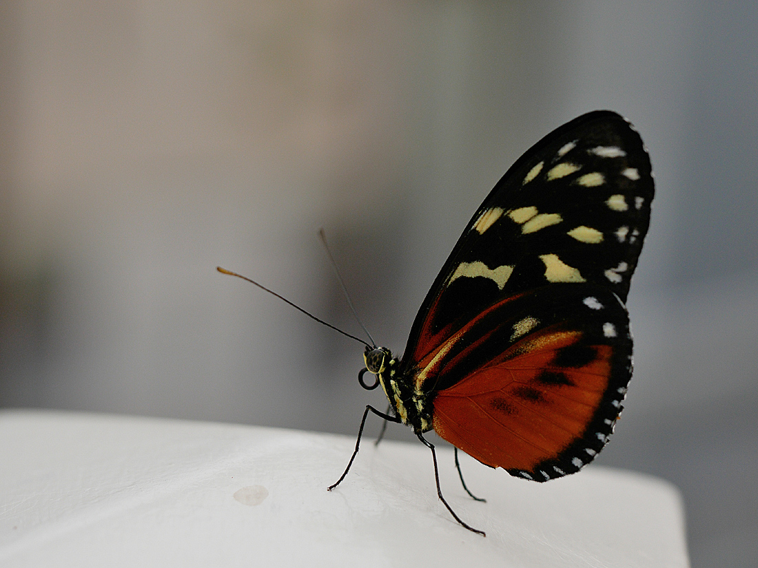 P1000097aweb