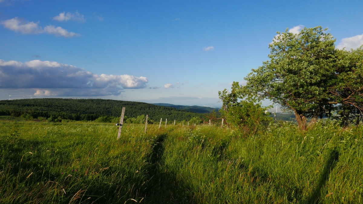 P1000481n.jpg