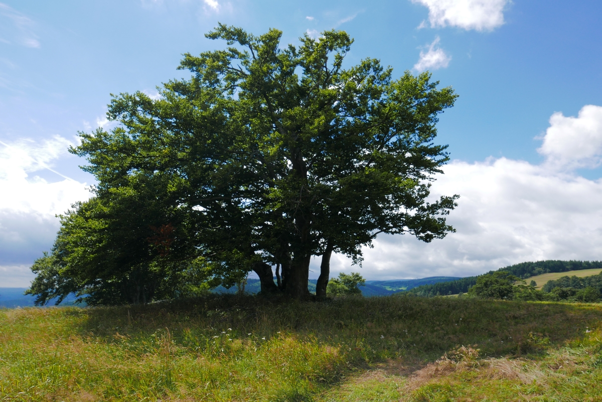 P1010180n.jpg