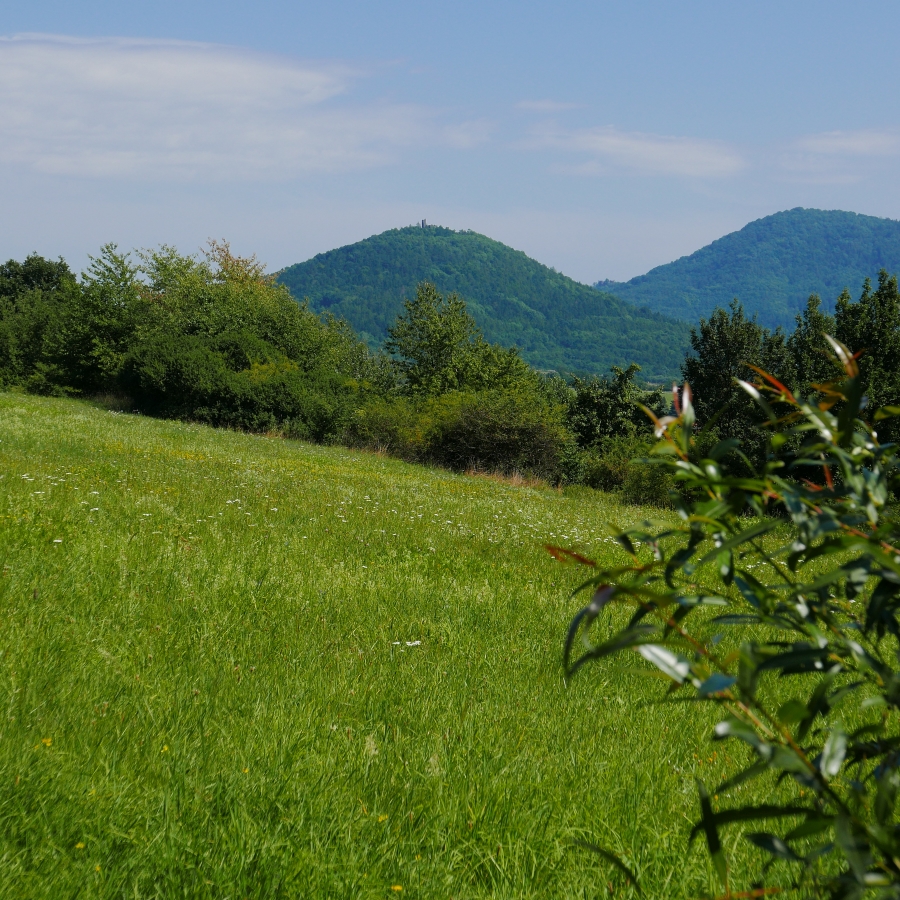 P1010360n.jpg