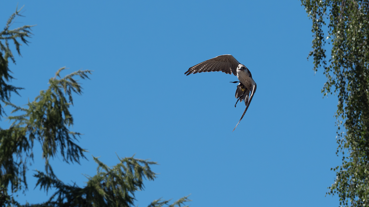 P1015773-Bearbeitet.jpg