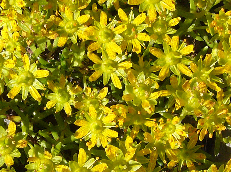P1020283b