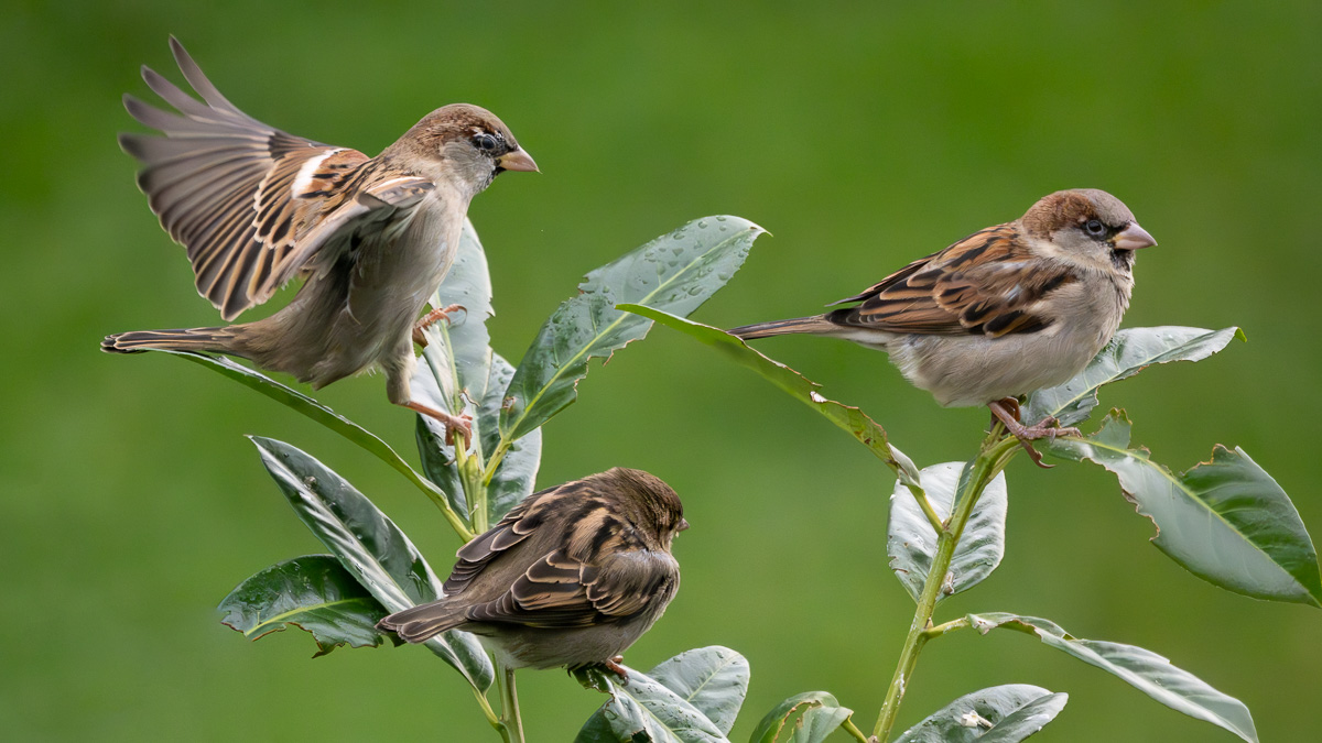 P1028930-2.jpg