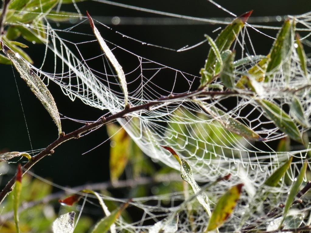 P1030786 (1024x768)