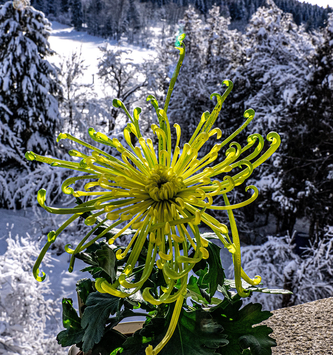 P1040005.gif