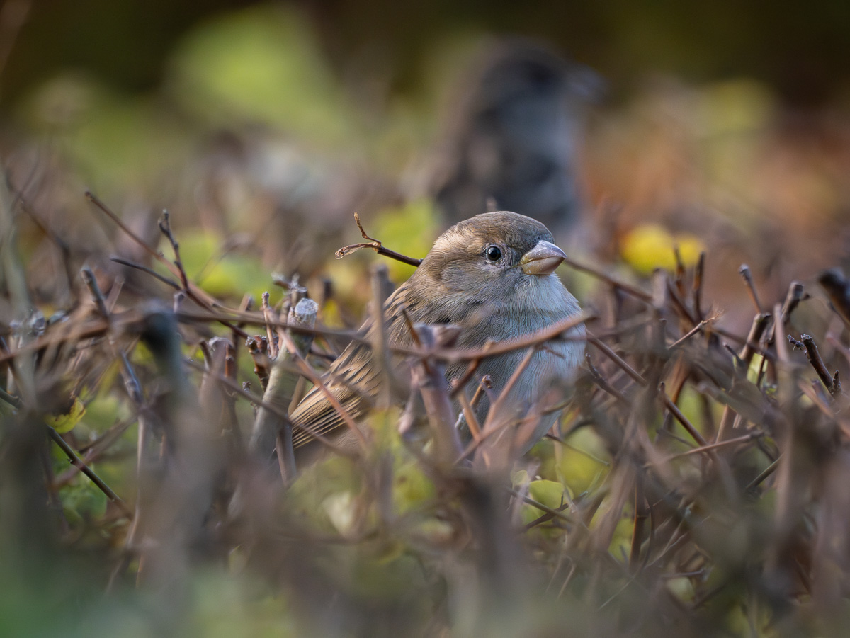 P1040330-2.jpg