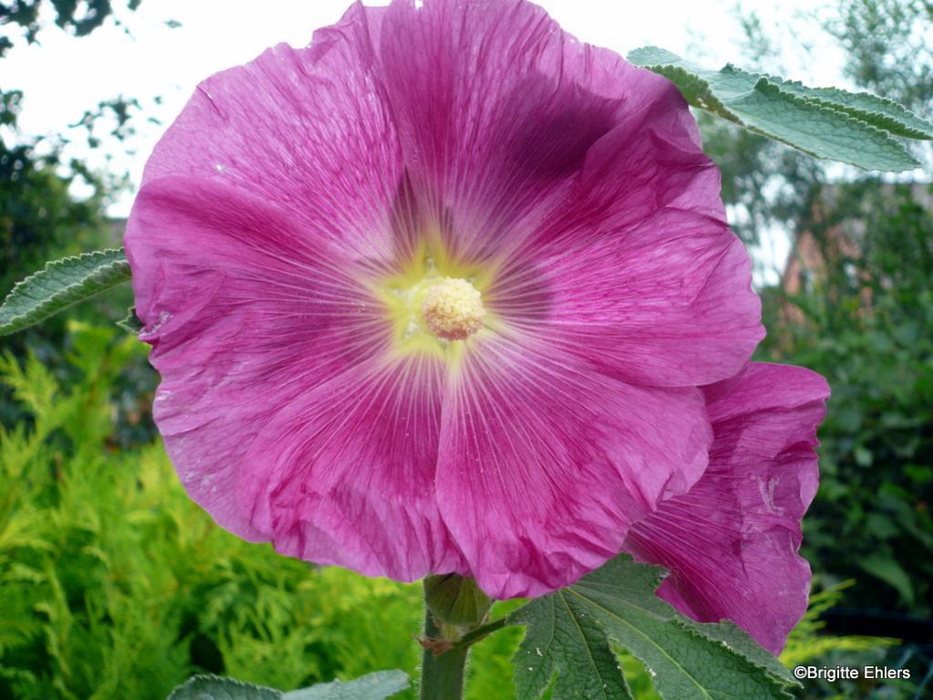 P1050662
