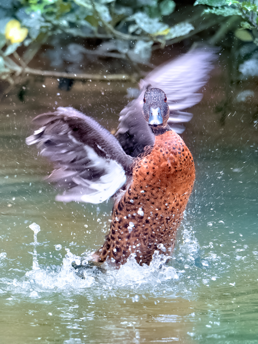 P1064711-2.jpg