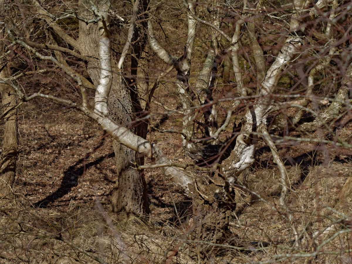 P1181395_DxOxl.jpg