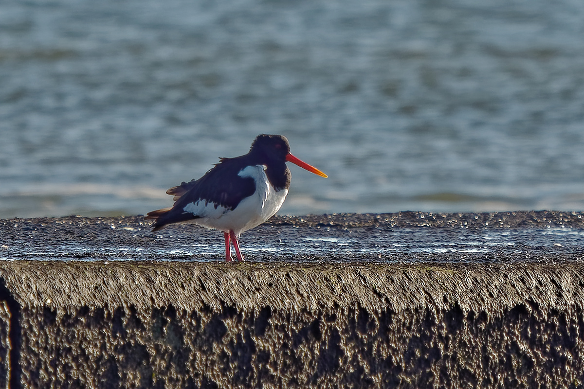P1181476_DxOAAxl.jpg