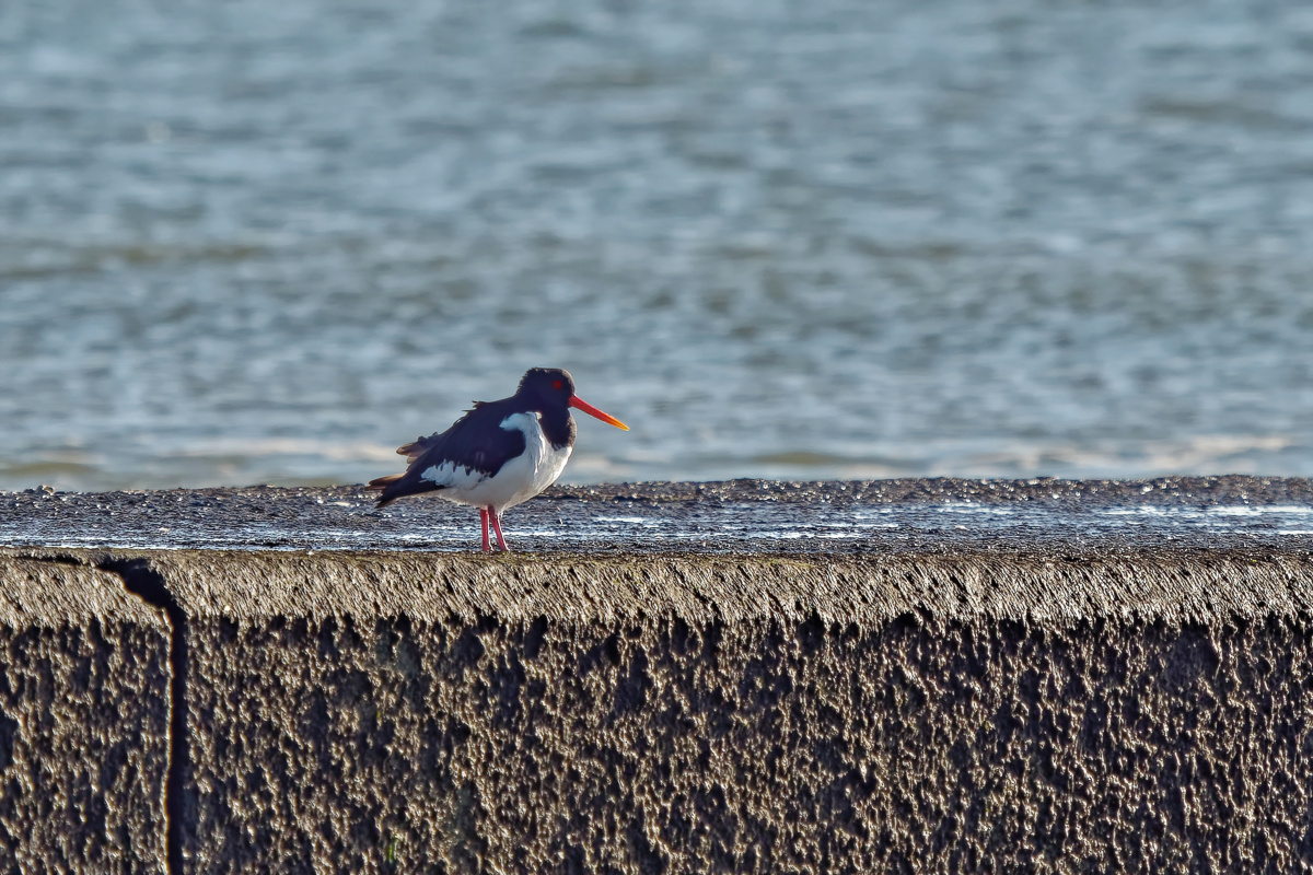 P1181476_DxOAAxlK.jpg