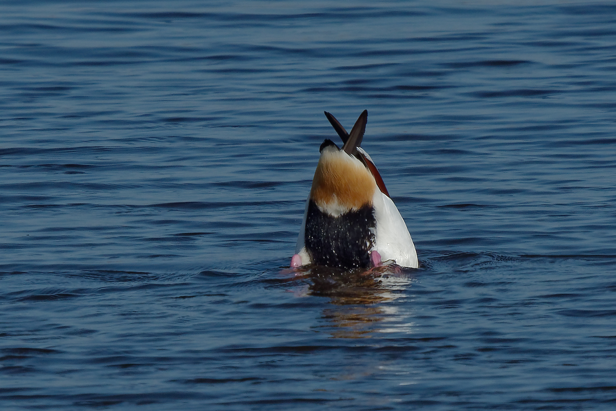 P1181717_DxOAxl.jpg