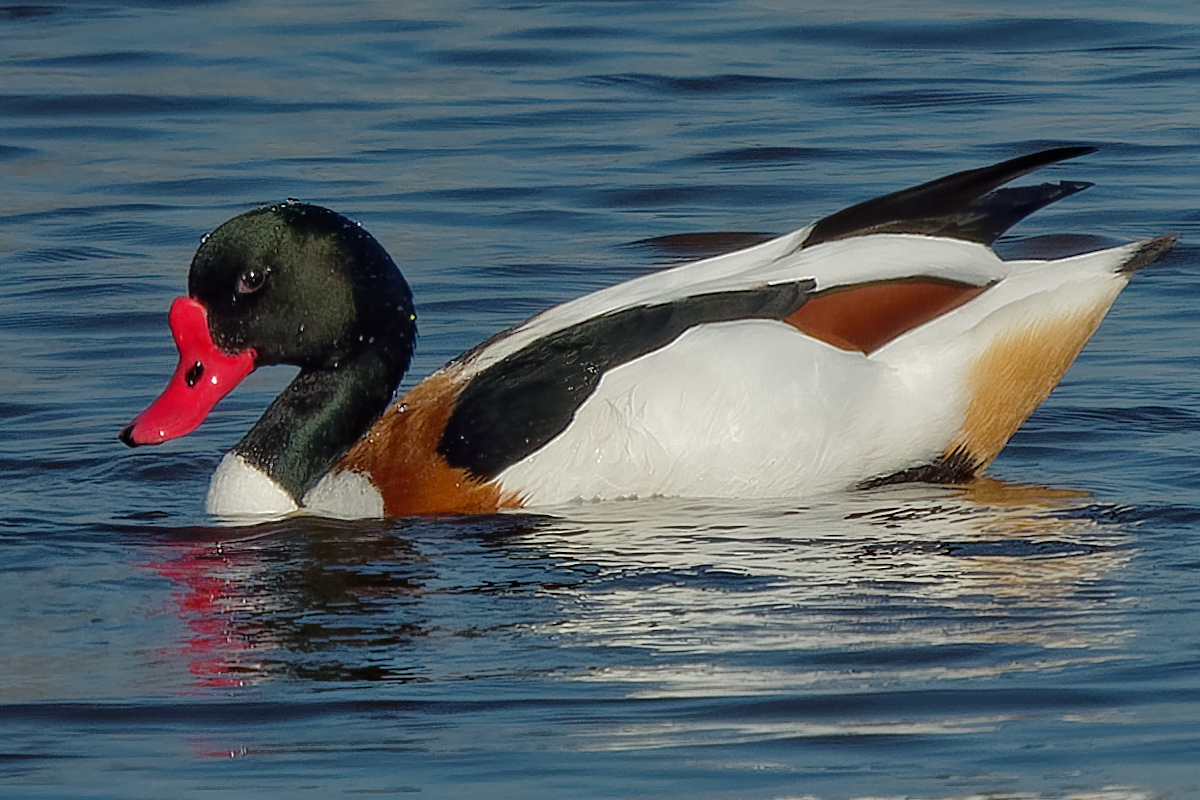 P1181727_DxOPAAAxl_1.jpg