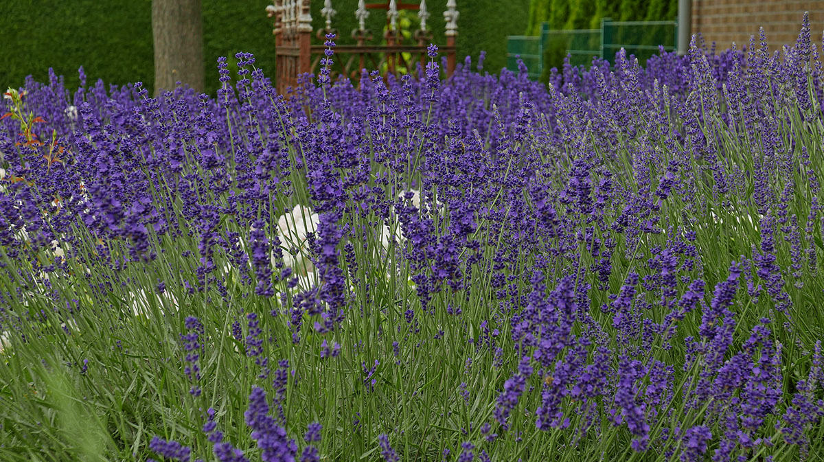 P1220297Pxl.jpg