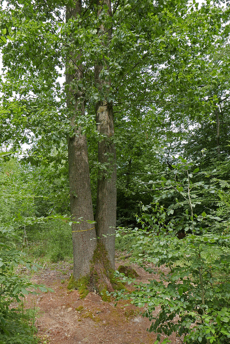 P1220437KAxl.jpg