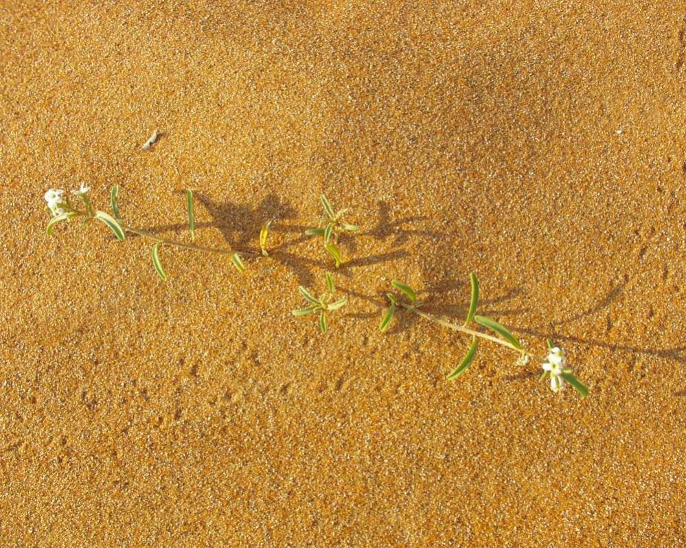 P2010002 011