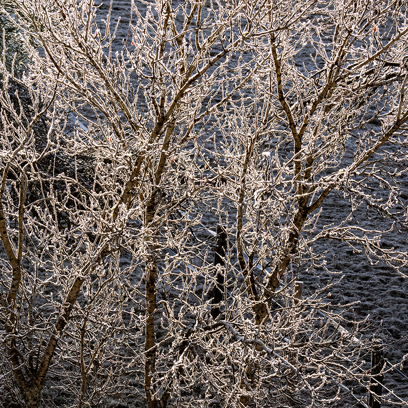 P2020015-2.gif