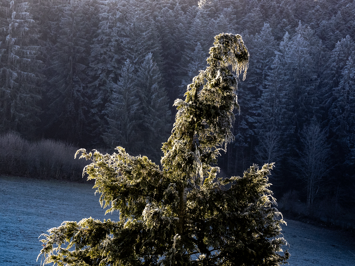 P2020016-2.gif