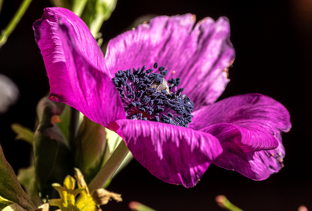 P2090029.gif