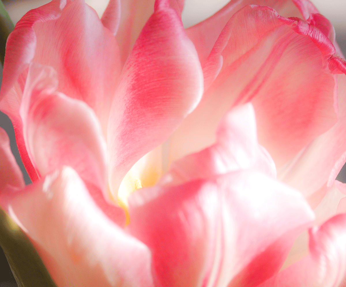 P2090034.gif