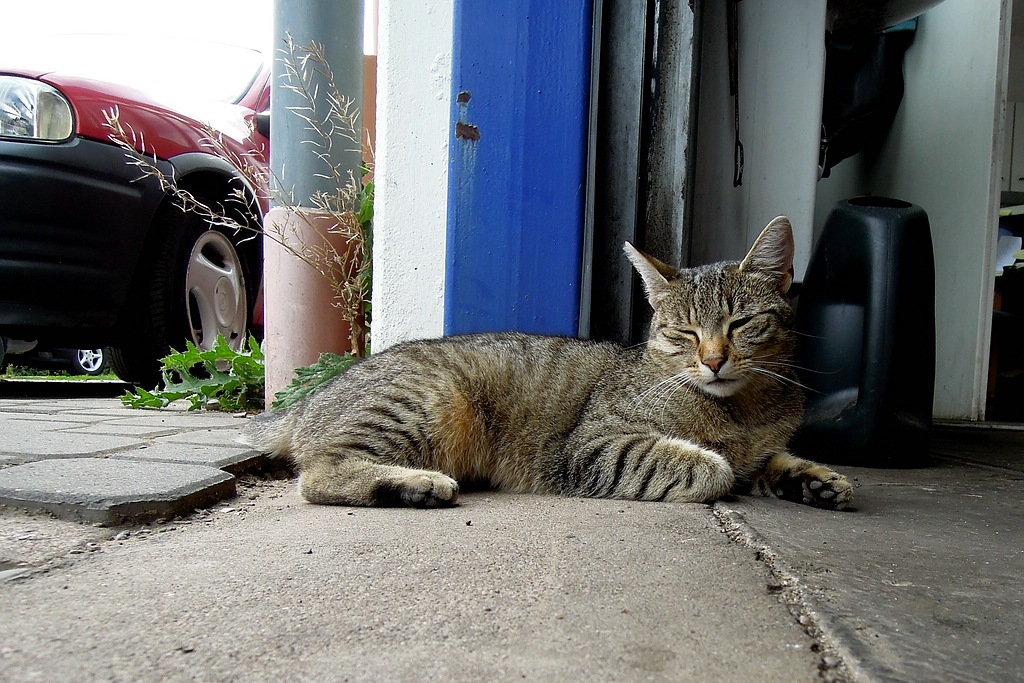 P300 Werkstattkatze