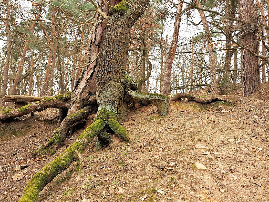 P3073580a_klein.jpg