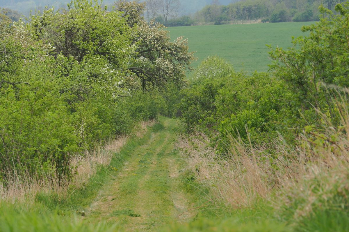 P4240165n.JPG