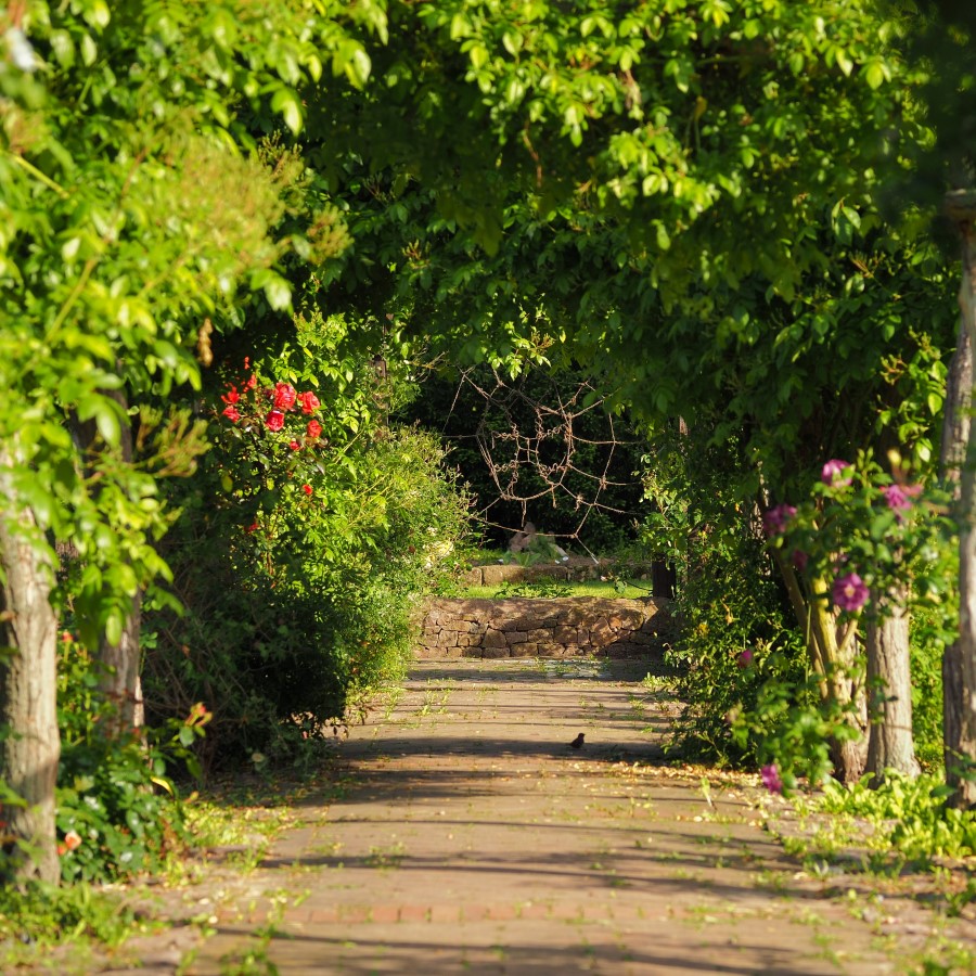 P5301811 (2)n.JPG