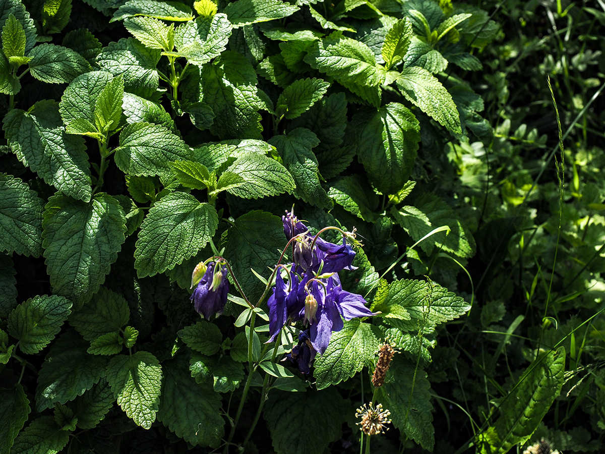 P6050058-Edit.jpg