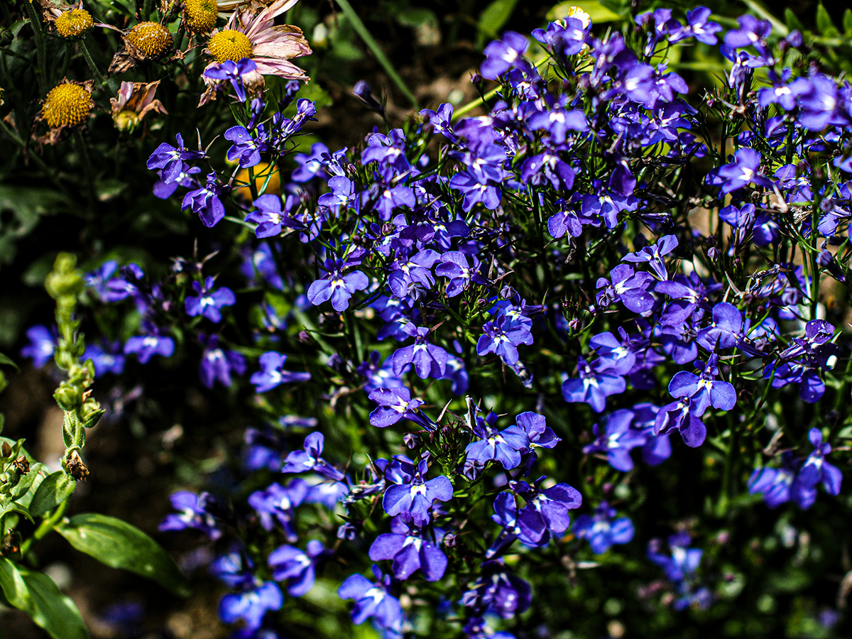 P6130027-Edit.jpg