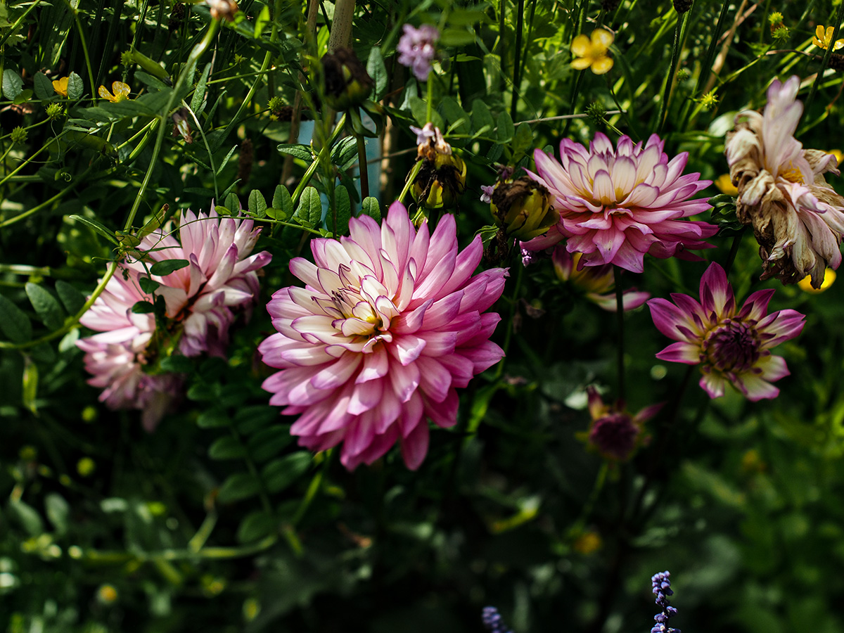 P6130029-Edit.jpg