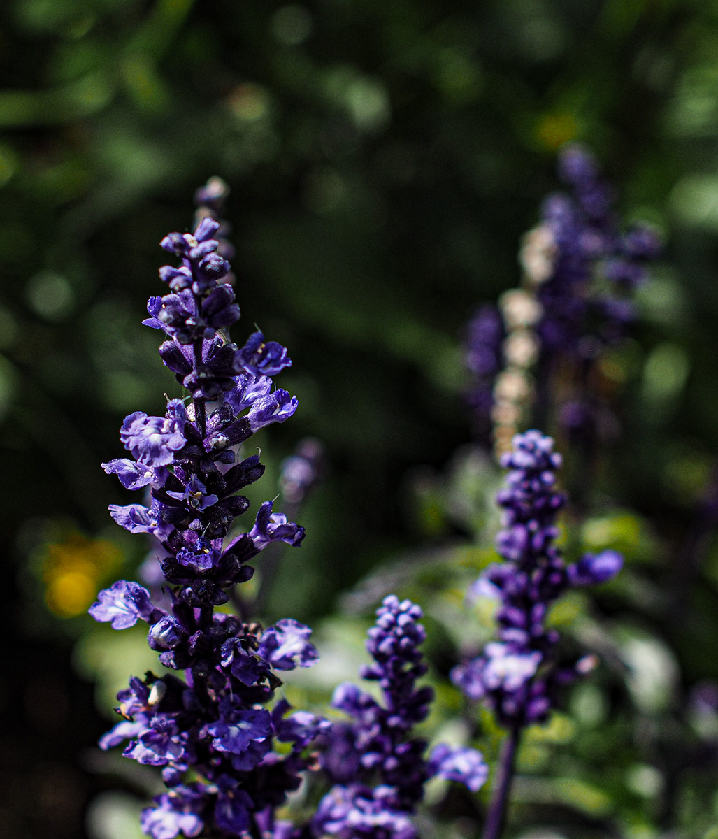 P6130034-Edit.jpg