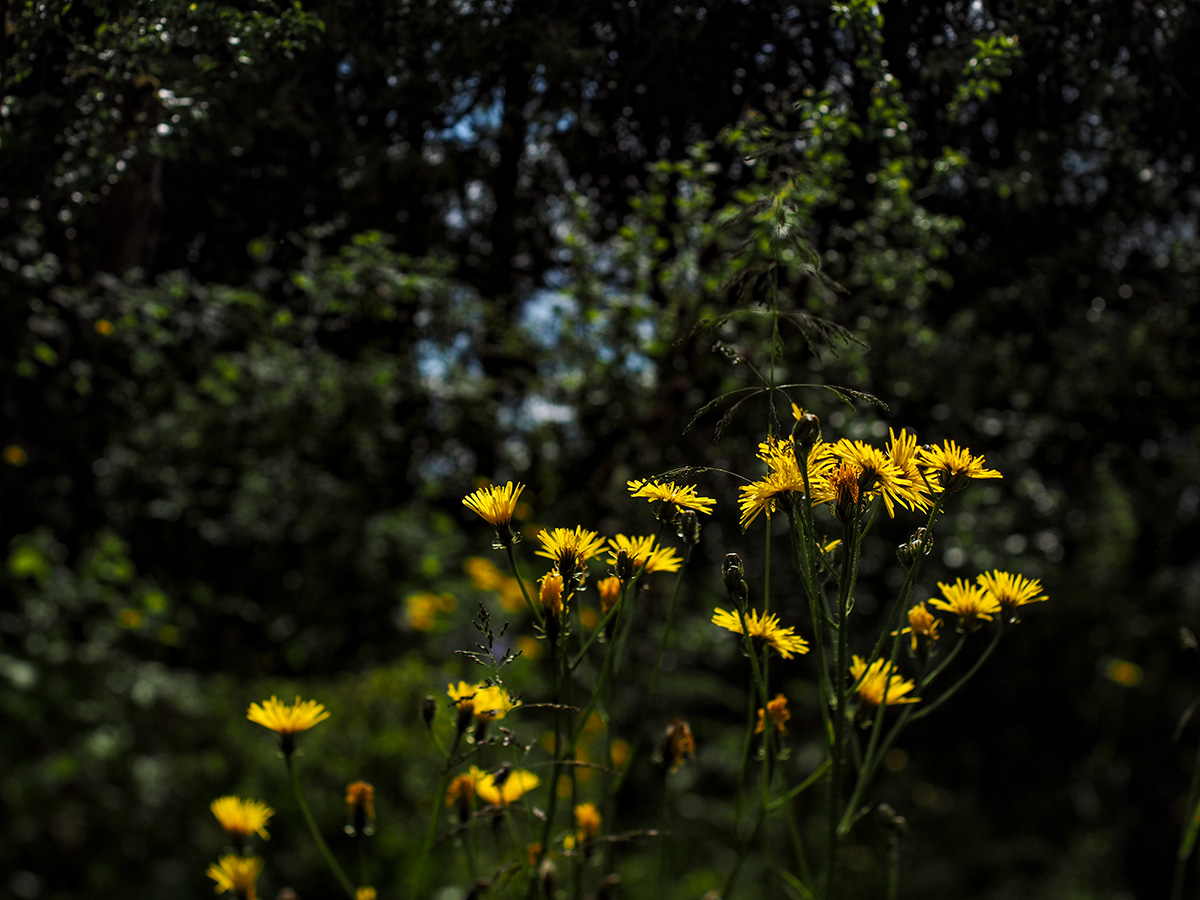 P6130036-Edit.jpg