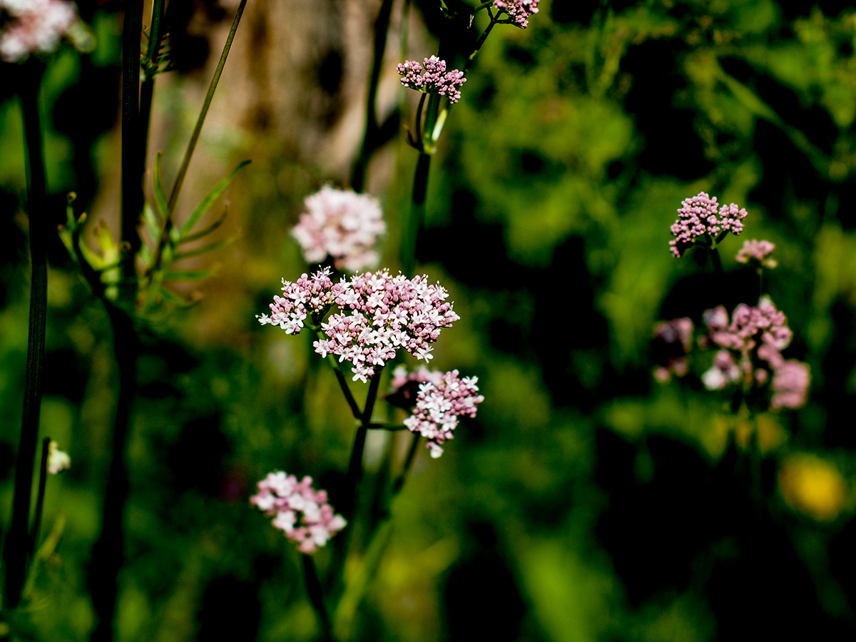 P6130048-Edit.jpg