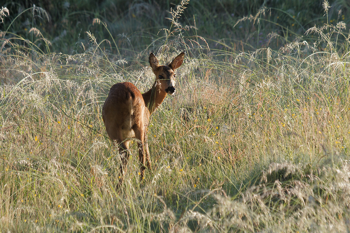 P6217797nikon.jpg