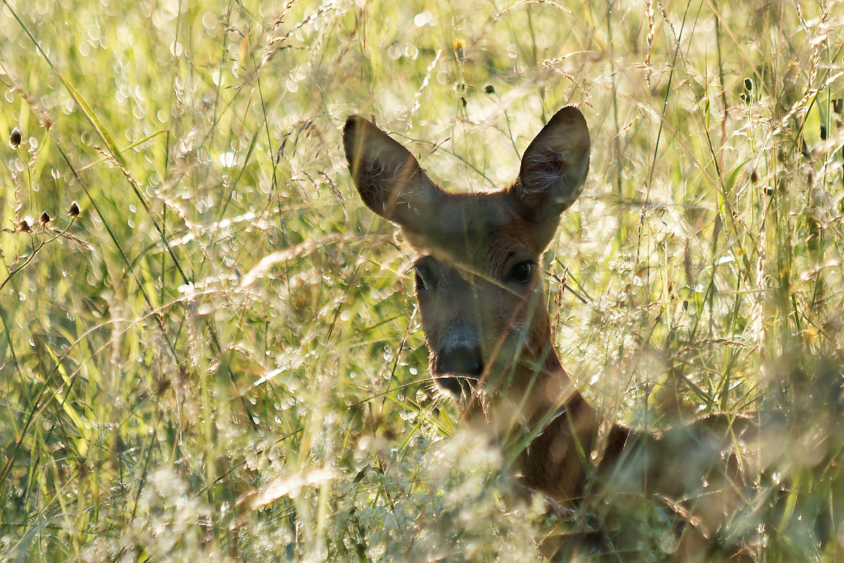 P7029011nikon.jpg