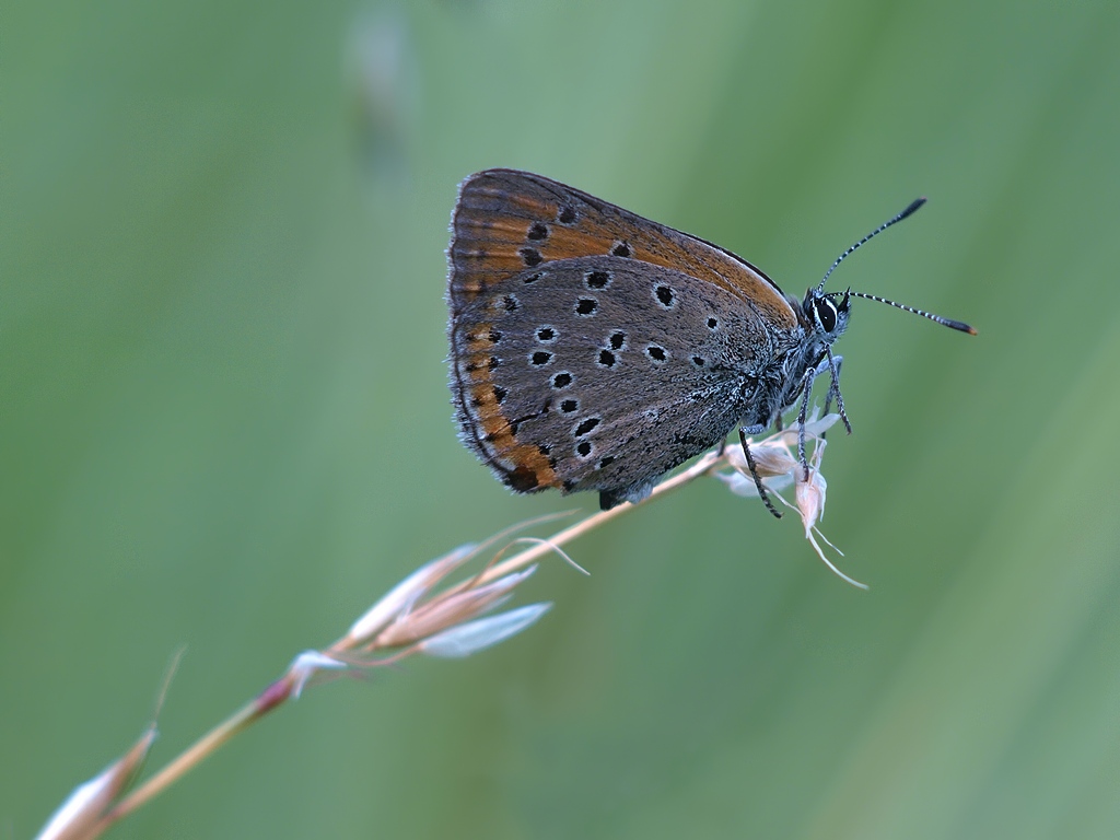 P7039632 hf